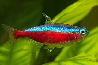 ��� ��� ���� \���� ������  TETRA CARDINAL 