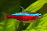 דגי נוי נאון \נאון קרדינל TETRA CARDINAL דגי נוי נאון \נאון קרדינל TETRA CARDINAL