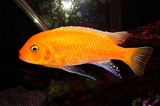  �������� ����� ��� ORANGE CİCHLİD