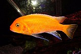 ציקלידים פיקוק תות ORANGE CİCHLİD ציקלידים פיקוק תות ORANGE CİCHLİD
