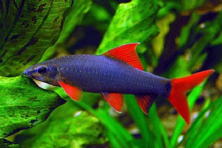 ���� ���� LABİO FRENATUS 