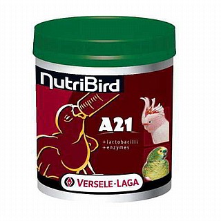 ���� ����� �� ������' - A21,