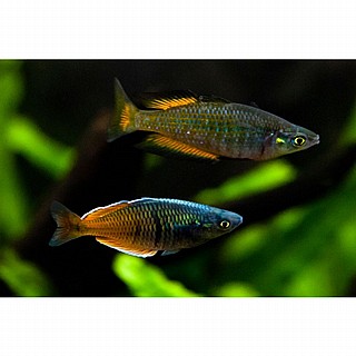 ��� ������� �� ��� �������  Melanotaenia boesemani