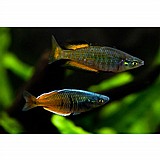 ��� ������� �� ��� �������  Melanotaenia boesemani
