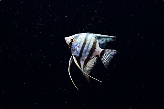 ������/angelfish
