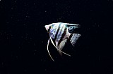 סקלרים/angelfish סקלרים/angelfish
