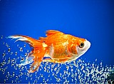 דג זהב / gold fish דג זהב / gold fish
