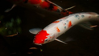 ���/Cyprinus rubrofuscus