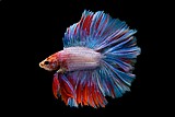 קרב/ Betta קרב/ Betta