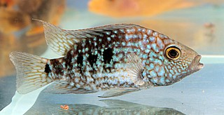 ����/Texas Cichlid