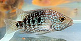 טקסס/Texas Cichlid טקסס/Texas Cichlid