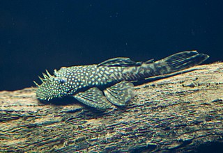 ���� ����(���� ����)/	Butterfly Pleco, Flounder Pleco