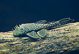 מנקה פרפר(פלקו פרפר)/ Butterfly Pleco, Flounder Pleco מנקה פרפר(פלקו פרפר)/ Butterfly Pleco, Flounder Pleco