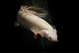 רב סנפיר/ Gray Bichir/Senegal Bichir רב סנפיר/ Gray Bichir/Senegal Bichir