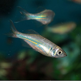 ������ ��������/ �������/Glowlight Danio