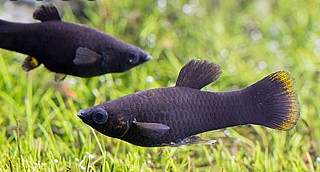 ���� ��� �����/Mollienesia