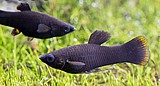 מולי קצר סנפיר/Mollienesia מולי קצר סנפיר/Mollienesia
