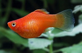 ���� ����/Poecilia sp