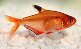 טטרה סרפה/Serpa Tetra טטרה סרפה/Serpa Tetra
