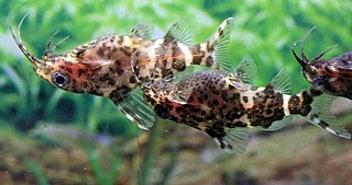 ���� �����/Upside-Down Catfish