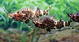 חתול מתהפך/Upside-Down Catfish חתול מתהפך/Upside-Down Catfish
