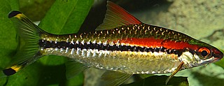 ������� ������/Red Line Torpedo barb