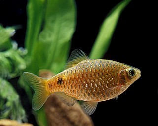 ���� ���/Rosy barb