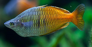 ��� �������/Boeseman's rainbowfish