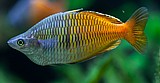 קשת בוסמנית/Boeseman's rainbowfish קשת בוסמנית/Boeseman's rainbowfish