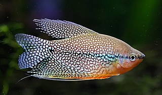 ����� ����(��� ��� ������)/Pearl Gourami