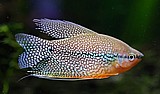 גורמי מיקס(אור ירח ופנינה)/Pearl Gourami גורמי מיקס(אור ירח ופנינה)/Pearl Gourami