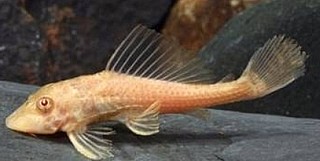 ���� -����������(����/ ������) /Plecostomus