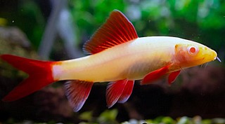 ���� ���(���� ������)/Rainbow Shark