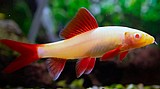כריש קשת(כריש אלבינו)/Rainbow Shark כריש קשת(כריש אלבינו)/Rainbow Shark