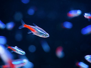���� ����/ Neon Tetra.