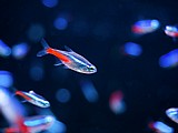 טטרה נאון/ Neon Tetra. טטרה נאון/ Neon Tetra.