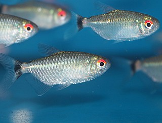 ���� ��� �����/Red-Eye Tetra