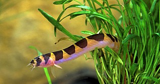 ��� ����/Coolie loach