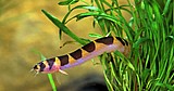 נחש קולי/Coolie loach נחש קולי/Coolie loach