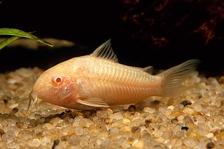 �������� ������/Albino Corydoras