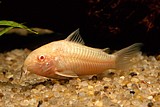 קורידורס אלבינו/Albino Corydoras קורידורס אלבינו/Albino Corydoras