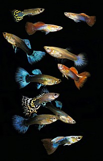�����/Poecilia reticulata