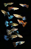 גופים/Poecilia reticulata גופים/Poecilia reticulata
