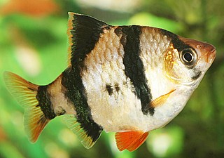 ����� ������/Tiger Barb
