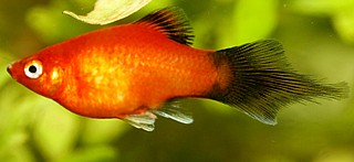 ����/Xiphophorus maculatus