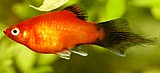 פלטי/Xiphophorus maculatus פלטי/Xiphophorus maculatus
