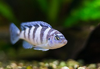 ������ ��������/ Kenyi Cichlid