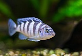 ציקליד לומברדיו/ Kenyi Cichlid ציקליד לומברדיו/ Kenyi Cichlid