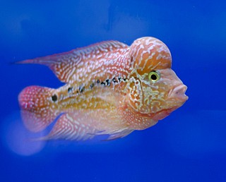 ������ ����/ Flowerhorn cichlid