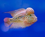פלאוור בלון/ Flowerhorn cichlid פלאוור בלון/ Flowerhorn cichlid